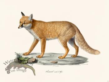 Cuvier 172 Male Fox, Algerl
